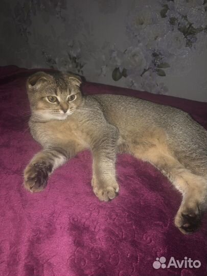 Шотландская кошка