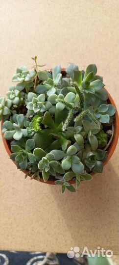 Мини - садик из суккулентов