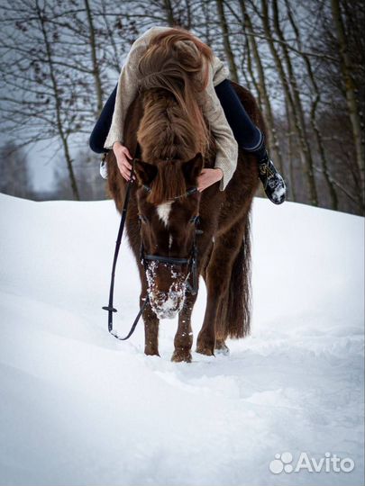 Прокат на лошади