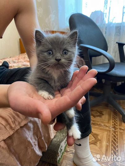 Котята в дар