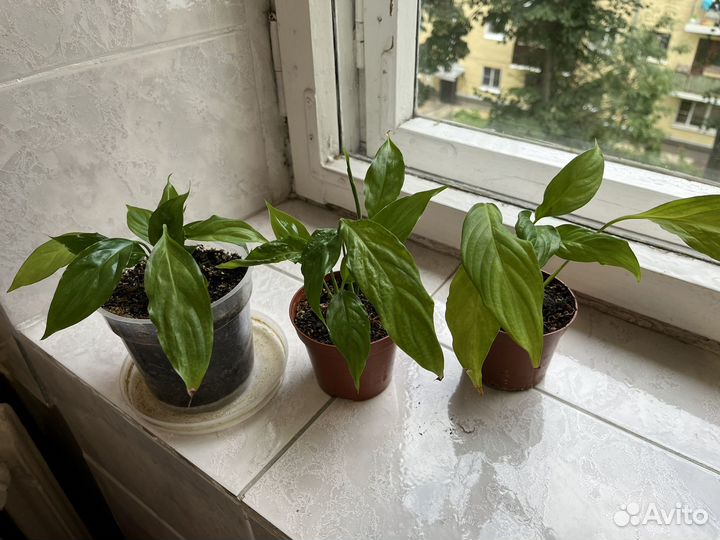 Спатифиллум Женское счастье