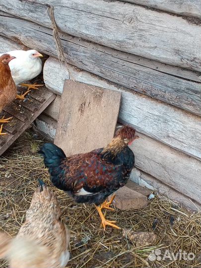 Продаются петухи