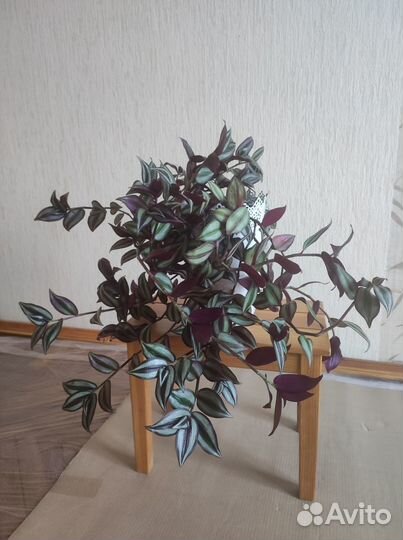 Традесканция зебрина