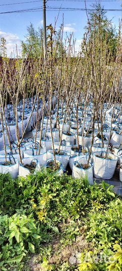 Плодовые деревья и саженцы