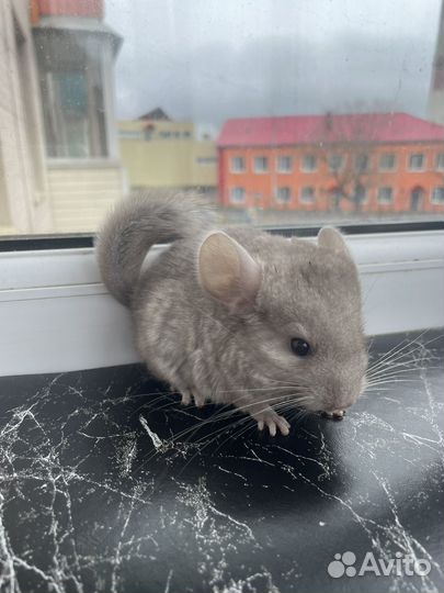 Шиншиллы