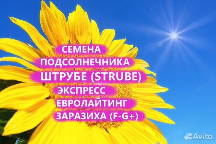 Семена подсолнечника Штрубе Гибриды