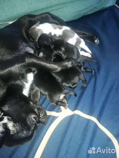 Щенки чихуахуа