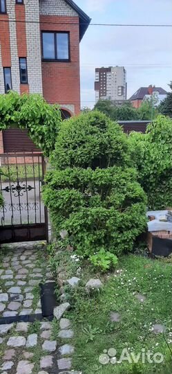 Самшиты взрослые и кустики разные