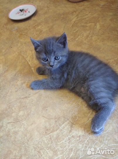 Британские котята