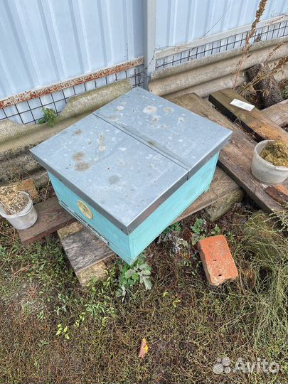 Пчелы улья пасека