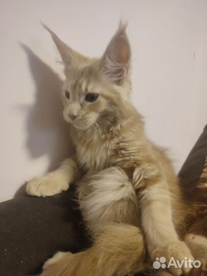 Котята (2 кота и 1 кошечка) мейн-кун