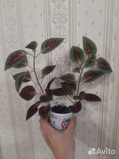 Комнатные цветы