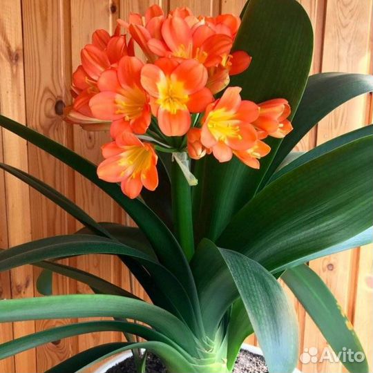Кливия оранжевая