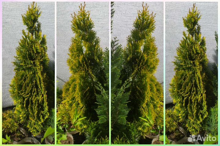 Крупномеры. Взрослые растения с закрытой корневой