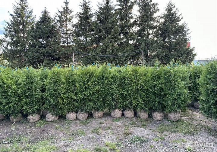 Туя Брабант