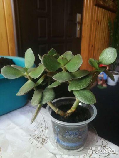 Красула толстянка