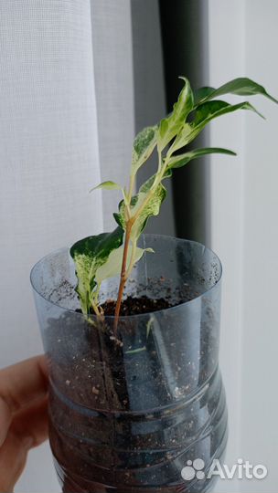 Фикус Кёрли