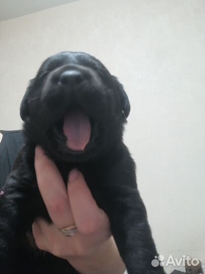 Щенки лабрадора