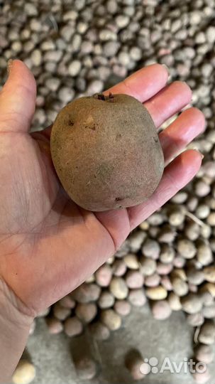 Семенной картофель