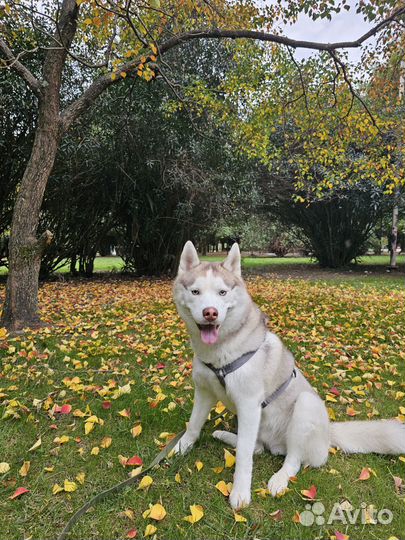 Вязка собак