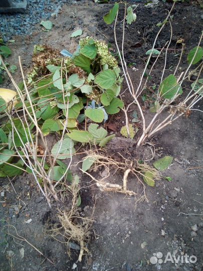 Гортензия древовидная анабель