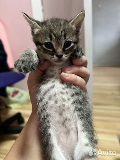 Отдам котят бесплатно
