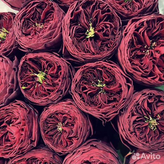 Розы саженцы