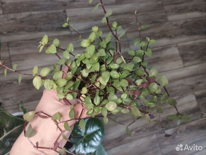 Ампельные растения