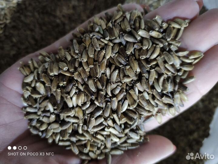 Семена расторопши