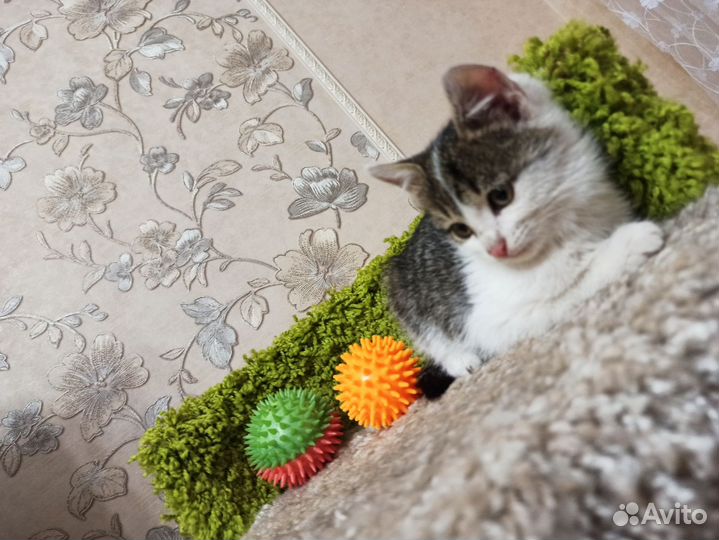 Котенок девочка в добрые руки