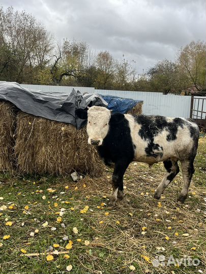 Бык 4 месяца