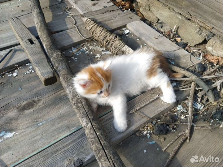 Отдам котенка мальчик