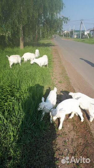 Продам коз и козлят зааненской молочной породы