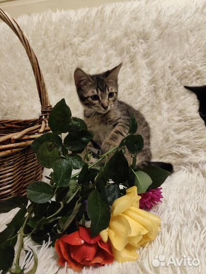 Котенок мальчик от бенгалки бесплатно в дар