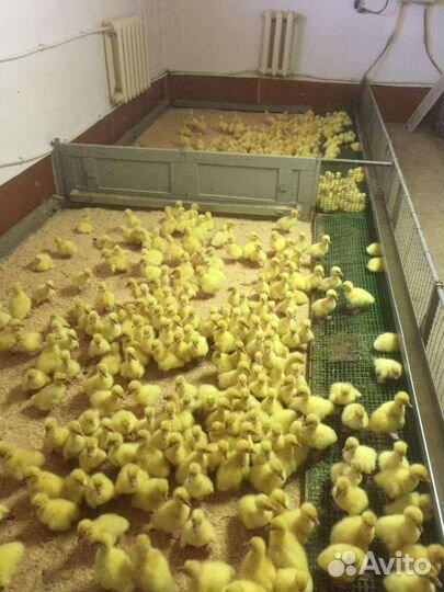 Продажа птицы