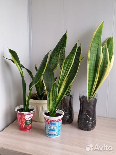 Драцена, сансевиерия голден, сансевиерия муншайн