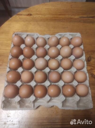 Домашние куриные яйца