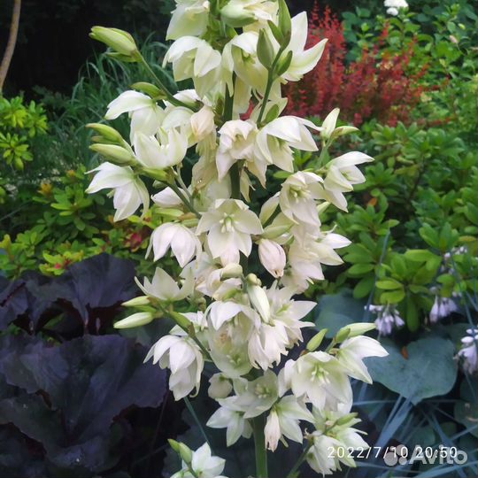 Юкка нитчатая