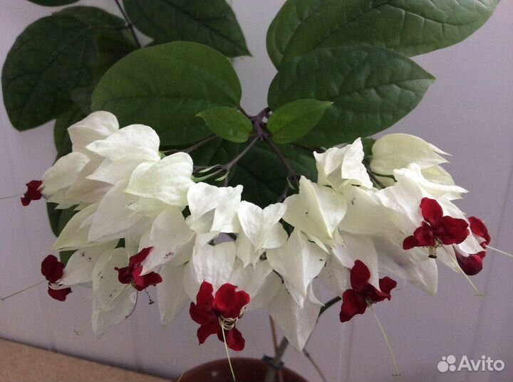 Клеродендрум Томпсона