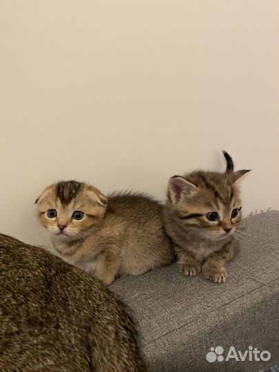Шотландские вислоухие котята