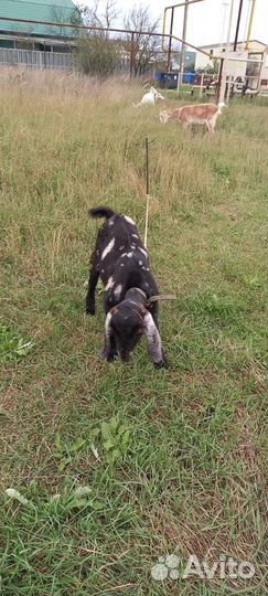 Коза дойная