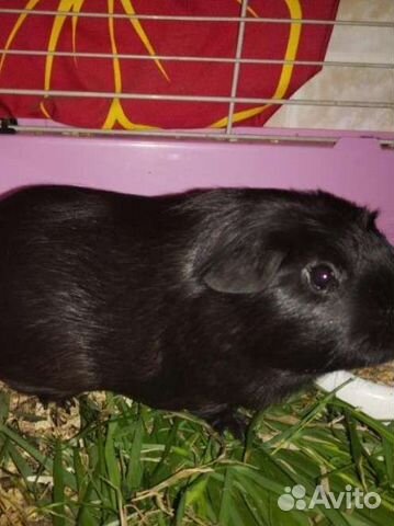 Морская свинка на вязку