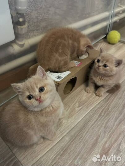 Британские котята