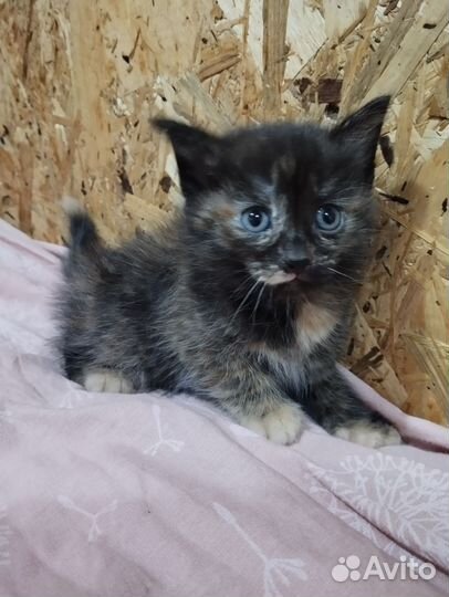 Котенок девочка
