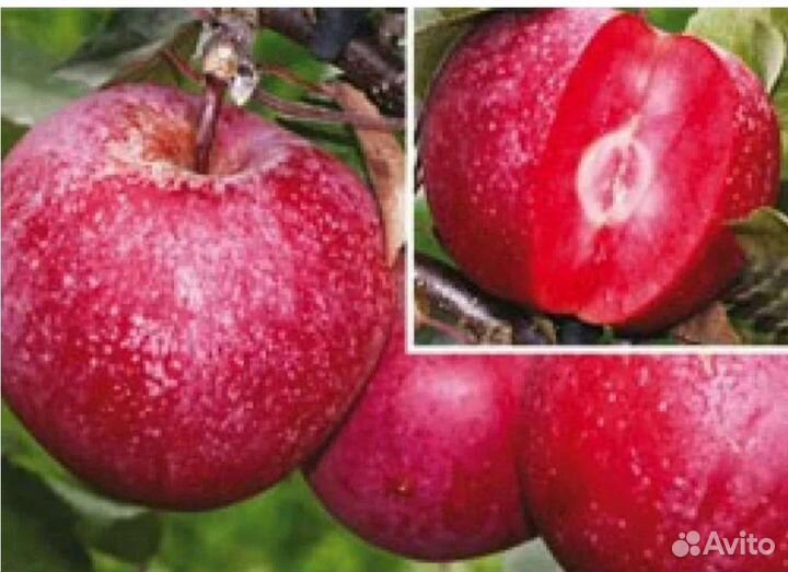 Яблоня Байя мариса.Роялти.Ред Лав