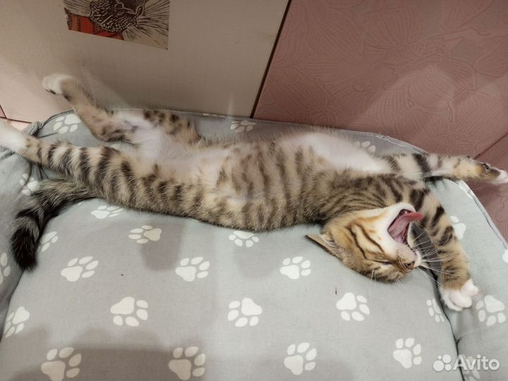 Отдам бесплатно кошку