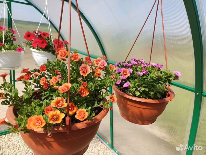 Калибрахоа в кашпо