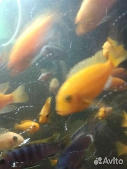 Рыбки аквариумные