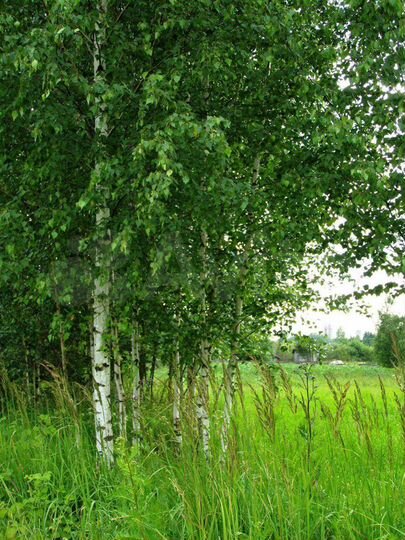 Участок 15,9 сот. (ИЖС)