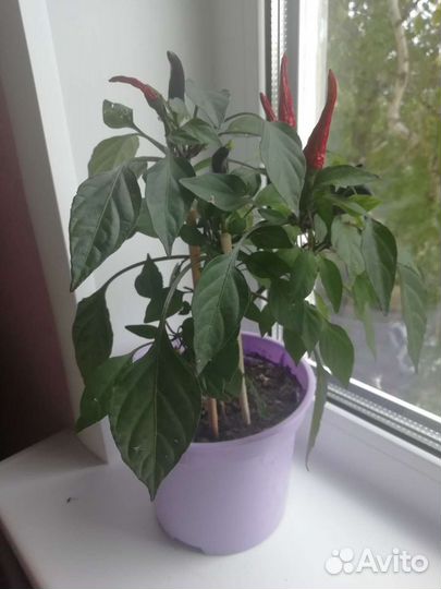 Семена Перчика острого